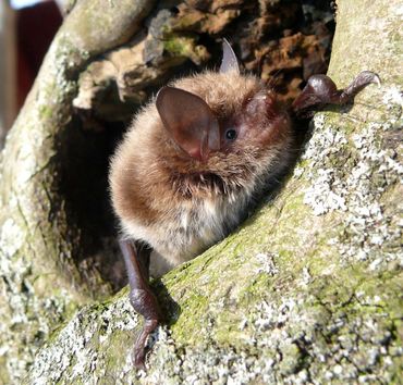 Watervleermuis (Myotis daubentonii)