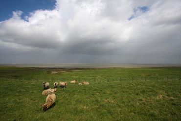 Begrazing is ook een vorm van dynamiek