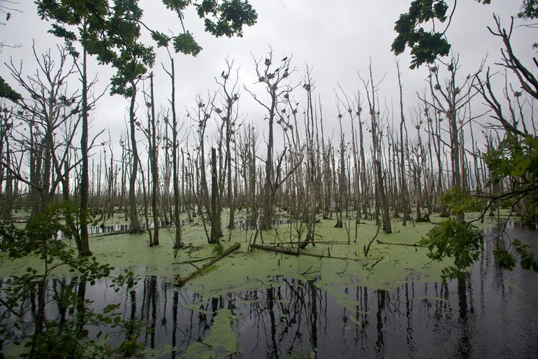 Great cormorant colony. Allowing natural flooding of rivers is an important natural process