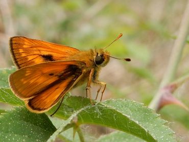 Er is meer aandacht nodig voor sluipende effecten van lage dosering op gezondheid en voortplanting van nuttige en onschadelijke insecten, zoals vlinders en bijen