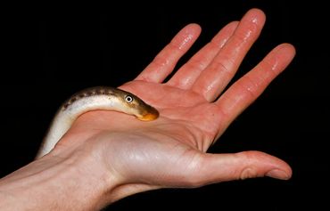 Rivierprik wordt een handje geholpen