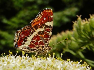 De onderzijde van de vleugel heeft een mooi patroon waaraan het landkaartje zijn naam dankt