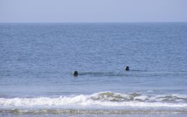 Grijze zeehonden op de Noordzee