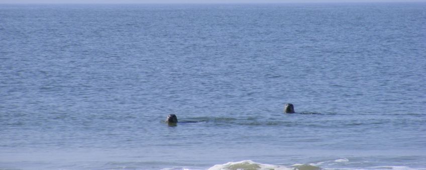 Grijze zeehonden op de Noordzee