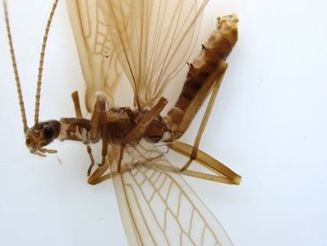 Late naaldsteenvlieg: onder de microscoop zijn de kenmerkende rugstekels zichtbaar