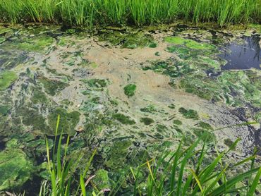 Als de waterkwaliteit niet op orde is, zal de natuur niet herstellen