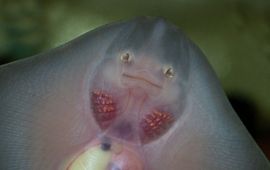 Raja clavata, Stekelrog