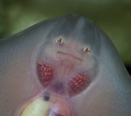 Raja clavata, Stekelrog