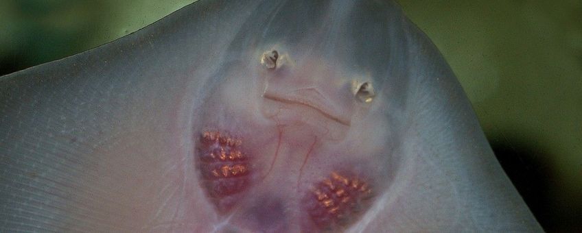 Raja clavata, Stekelrog