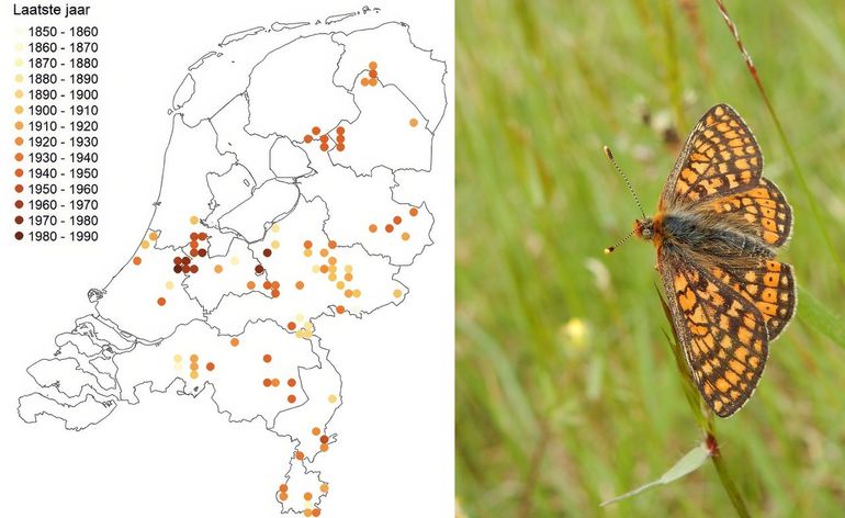 Overzicht van de 5x5 kilometerhokken waar moerasparelmoervlinders aanwezig waren en de periode dat ze daar verdwenen