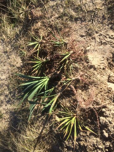 Uitgegraven jonge planten van Yucca bij Zandvoort