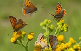 Kleine vuurvlinders op boerenwormkruid in wegberm op de heide