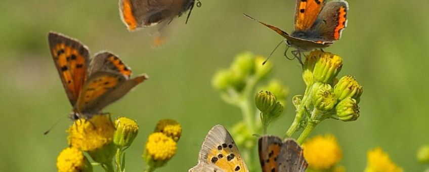 Kleine vuurvlinders op boerenwormkruid in wegberm op de heide