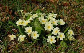 Primula acaulis. Stengelloze sleutelbloem