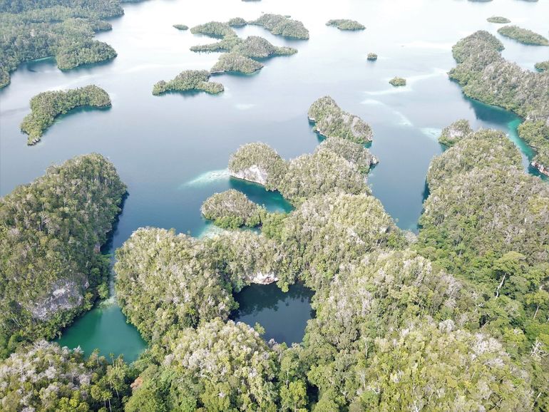 Marien meer met koraalgemeenschap in Raja Ampat (Indonesië) 