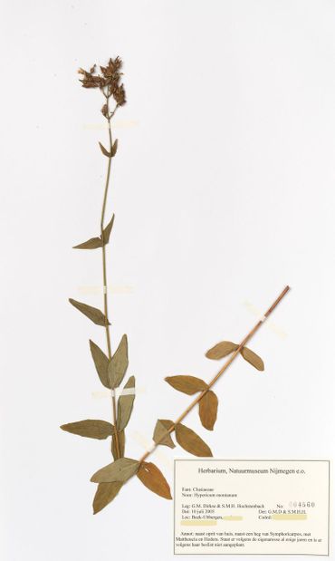Collectiefoto nr. 4560, Herbarium De Bastei