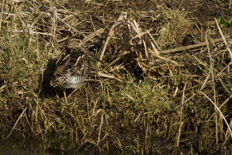 Meestal hoor je de watersnip alleen. Hij kan zich namelijk erg goed verstoppen