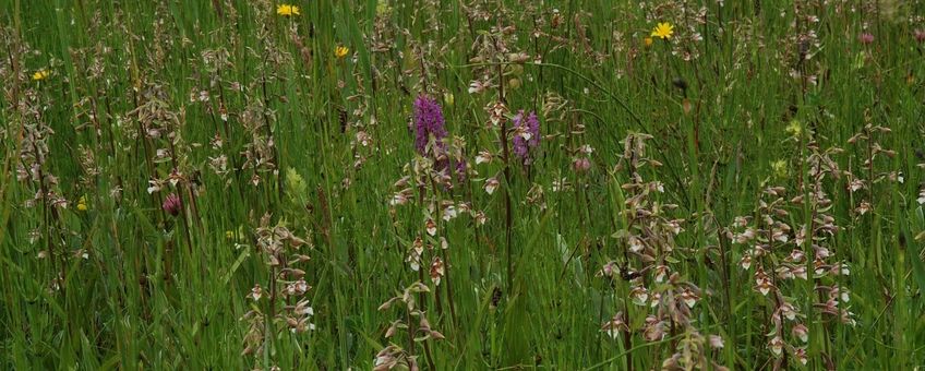 Moeraswespenorchis