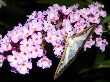 Ook de 'beruchte' buxusmot kun je vannacht aantreffen in de tuin