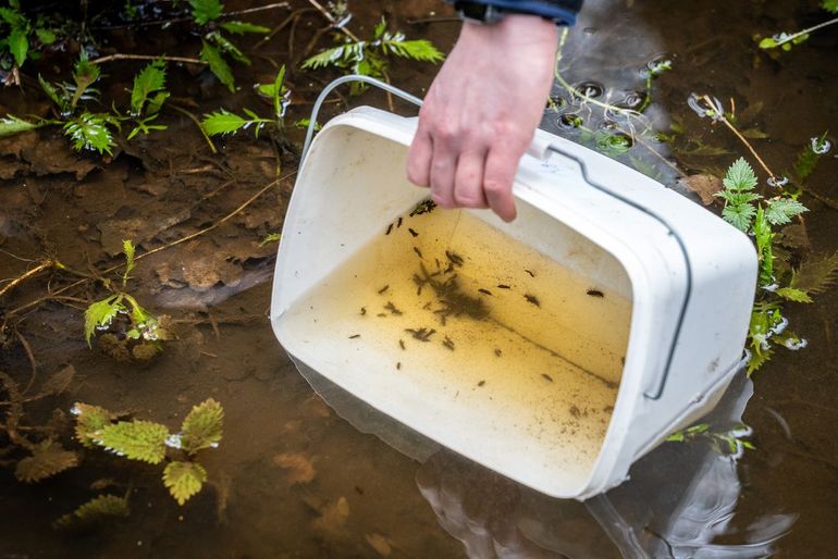 Waterinsecten zwemmen de beek in