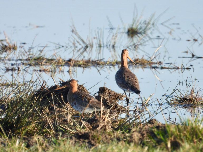 Grutto&rsquo;s in een plasdras