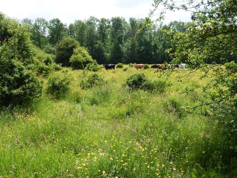 Door een goede begrazingsintensiteit kan een prachtig parklandschap in stand worden gehouden, Kuinderbos (Flevoland)