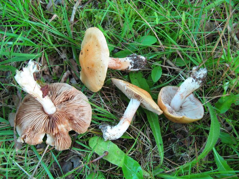 Gele galgordijnzwam (Cortinarius vibratilis)