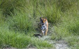 Paco Como Tijger in Bardia National Park in Nepal Shutterstock WWF-International