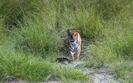 Tijger in Bardia National Park in Nepal Shutterstock WWF-International