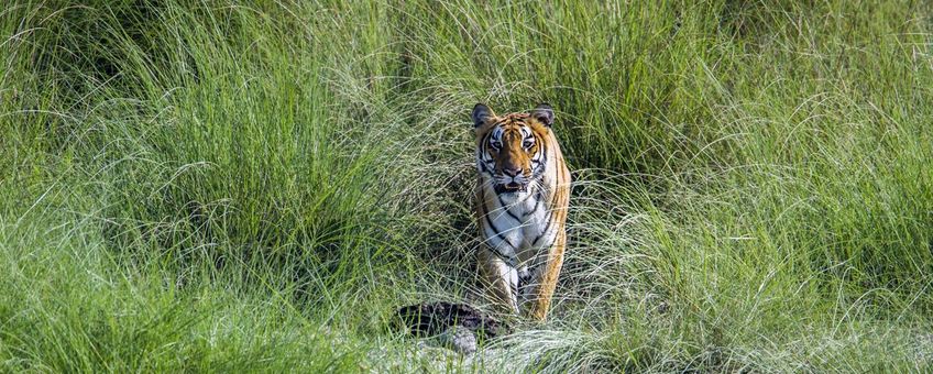 Tijger in Bardia National Park in Nepal Shutterstock WWF-International