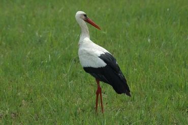 De ooievaar is elk jaar een geliefde vogel in schoolklassen