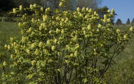 Jan van der Straaten, Saxifraga trosvlier
