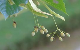 Annelies Vriens, Waarneming.nl Lindezaden, Tilia sp., Hoge Veluwe-centrum
