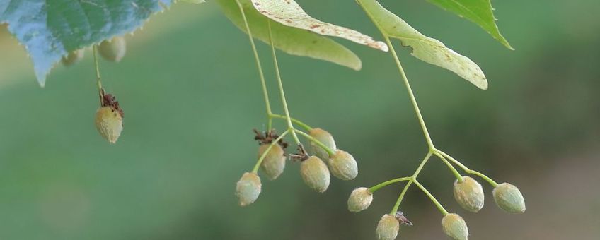 Lindezaden, Tilia sp., Hoge Veluwe-centrum