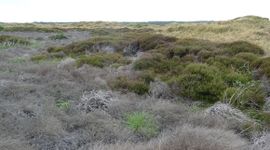 Klimaatverandering is terug te zien in het duinlandschap; verdroogde duinkoppen, de in 2024 door langdurige overstroming verdronken heide – met daartussen een smalle band waarin de hei er nog goed bijstaat.