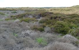 Klimaatverandering is terug te zien in het duinlandschap; verdroogde duinkoppen, de in 2024 door langdurige overstroming verdronken heide – met daartussen een smalle band waarin de hei er nog goed bijstaat.