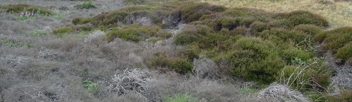 Klimaatverandering is terug te zien in het duinlandschap; verdroogde duinkoppen, de in 2024 door langdurige overstroming verdronken heide – met daartussen een smalle band waarin de hei er nog goed bijstaat.