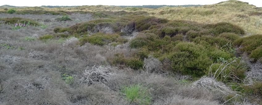 Klimaatverandering is terug te zien in het duinlandschap; verdroogde duinkoppen, de in 2024 door langdurige overstroming verdronken heide – met daartussen een smalle band waarin de hei er nog goed bijstaat.