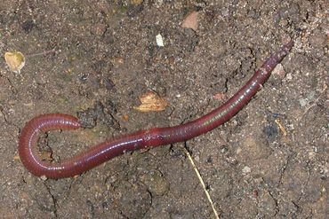 De regenworm is een strooiseleter