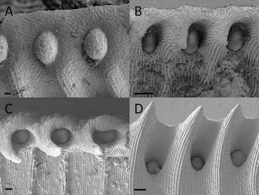 Glands on the ridged opening of the upper pitcher of Nepenthes rafflesiana