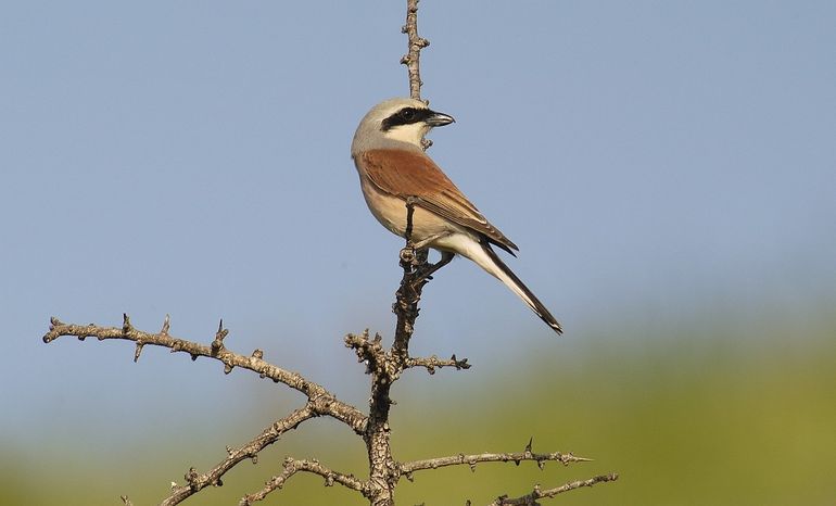 Typische houding van de grauwe klauwier, zittend in de top van een struik