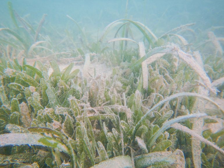 Gemengd gebied met Halophila stipulacea (de kortere bladeren) en Thalassia testudinum (de langere bladeren)