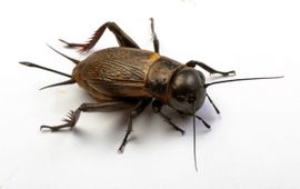 Zhbampton De veldkrekel (Gryllus campestris)