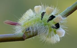 Calliteara pudibunda Meriansborstel