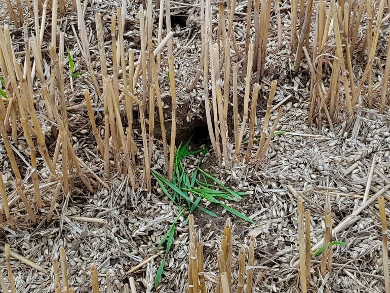 Bezet muizenholletje van veldmuis