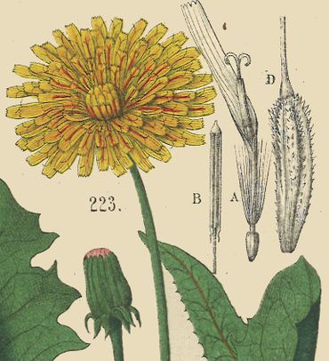 Uit de Atlas bij de Flora van Nederland