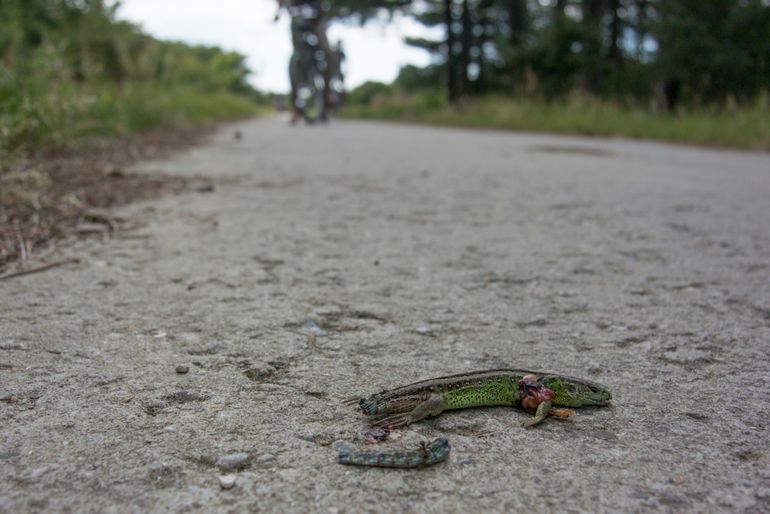 Door fietsverkeer overreden mannetjezandhagedis in Nationaal Park Zuid-Kennemerland (Noord-Holland)