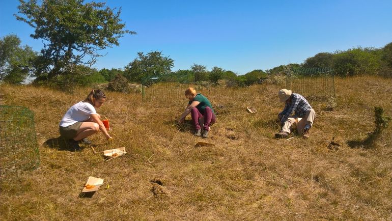 Bemonstering van de vegetatie in een duingrasland. De kooien sluiten begrazing uit, waardoor hierbinnen de bovengrondse productiviteit van de vegetatie kan worden gemeten