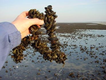 Mosselen in de Waddenzee