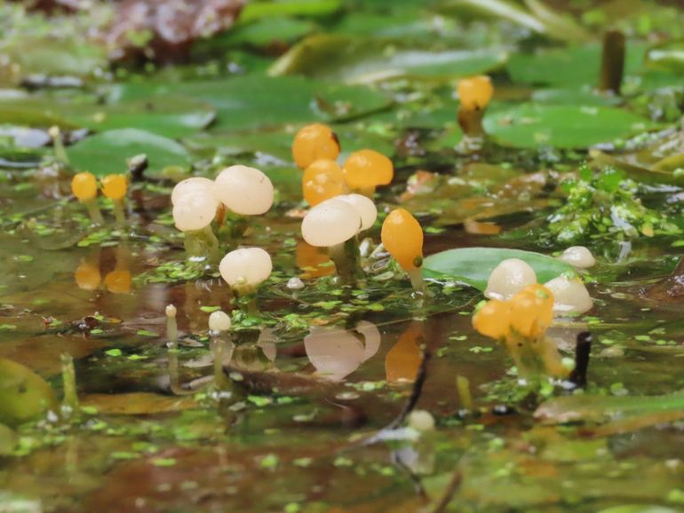 Oranjegele- en witte Beekmijtertjes komen door elkaar voor op de groeiplaats in natuurgebied Maalbeek